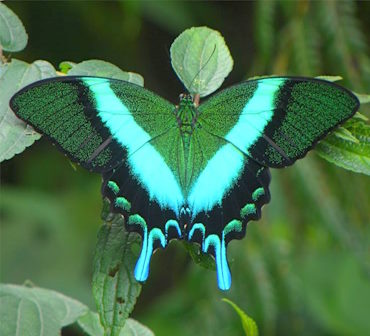 Papilio Blumei